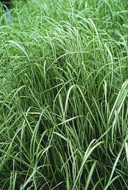 Attēlu rezultāti vaicājumam “Calamagrostis canescens leaf”