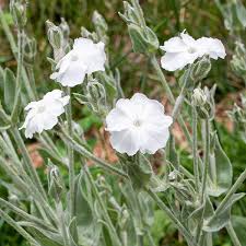 Image result for Lychnis coronaria