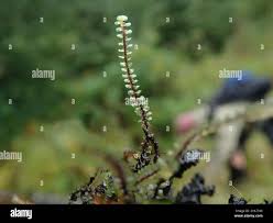 Attēlu rezultāti vaicājumam “Scapania undulata”