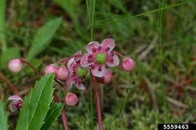 Attēlu rezultāti vaicājumam “Pyrolaceae”