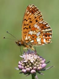 Attēlu rezultāti vaicājumam “Clossiana selene underside”
