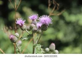 Attēlu rezultāti vaicājumam “Cirsium vulgare flower”