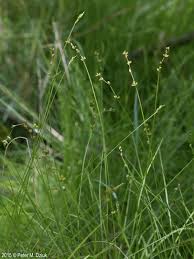 Attēlu rezultāti vaicājumam “Carex disperma”