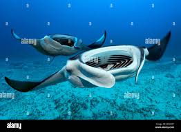 Image result for Mobula alfredi