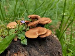 Attēlu rezultāti vaicājumam “Collybia acervata”