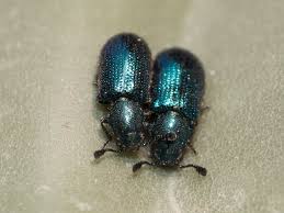 Attēlu rezultāti vaicājumam “Necrobia violacea”