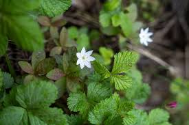 Attēlu rezultāti vaicājumam “Trientalis europaea fruit”