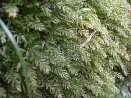 Attēlu rezultāti vaicājumam “Serpoleskea subtilis”