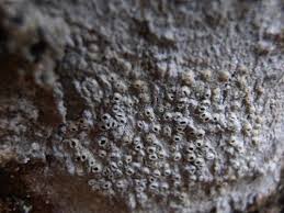 Attēlu rezultāti vaicājumam “Licea chelonoides spores”