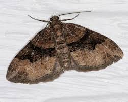 Attēlu rezultāti vaicājumam “Xanthorhoe quadrifasiata”