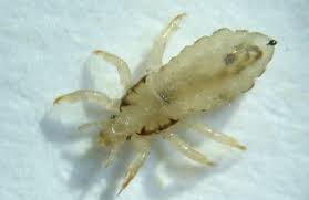 Attēlu rezultāti vaicājumam “Licea pygmaea sessile”