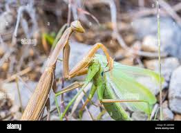 Attēlu rezultāti vaicājumam “Mantis religiosa”