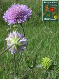 Attēlu rezultāti vaicājumam “Dipsacaceae”
