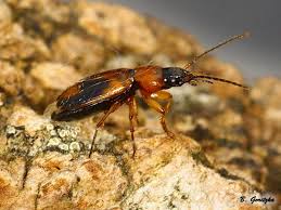 Attēlu rezultāti vaicājumam “Badister bullatus”