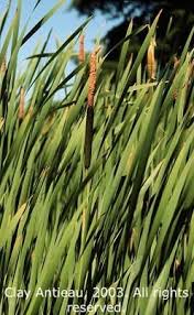 Attēlu rezultāti vaicājumam “Typha latifolia leaf”