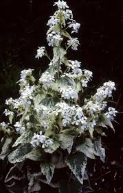 Image result for Lunaria annua