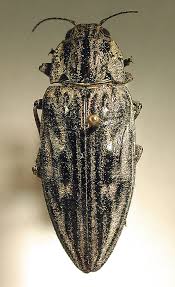 Attēlu rezultāti vaicājumam “Chalcophora mariana”