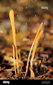 Attēlu rezultāti vaicājumam “Macrotyphula fistulosa”