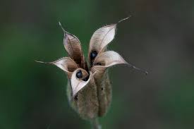 Attēlu rezultāti vaicājumam “Aquilegia vulgaris bud”