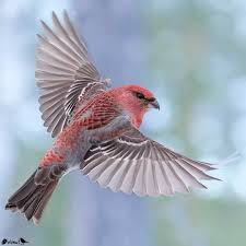 Image result for Pinicola enucleator