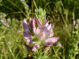 Attēlu rezultāti vaicājumam “Ononis arvensis”