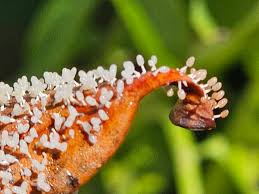 Attēlu rezultāti vaicājumam “Diachea leucopodia stalked”