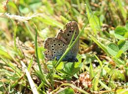 Attēlu rezultāti vaicājumam “Phengaris arion upperside”