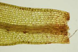 Attēlu rezultāti vaicājumam “Tortula truncata”