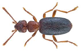 Attēlu rezultāti vaicājumam “Anthicidae”