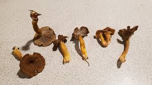 Attēlu rezultāti vaicājumam “Cantharellus lutescens”