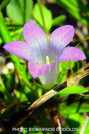 Image result for Campanula strigosa