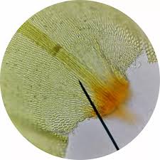 Attēlu rezultāti vaicājumam “Antitrichia curtipendula”