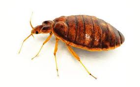 Image result for bed bugs