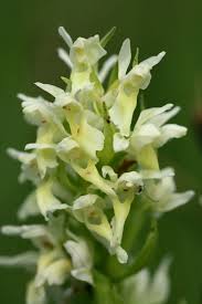 Attēlu rezultāti vaicājumam “Dactylorhiza ochroleuca”