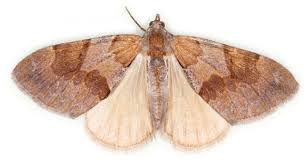 Attēlu rezultāti vaicājumam “Pennithera firmata”