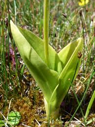 Attēlu rezultāti vaicājumam “Liparis loeselii bud”