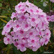 Image result for Phlox paniculata `Sweet Summer`