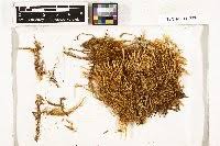 Attēlu rezultāti vaicājumam “Tomentypnum nitens”