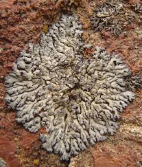 Attēlu rezultāti vaicājumam “Phaeophyscia orbicularis”