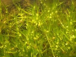 Attēlu rezultāti vaicājumam “Callitriche cophocarpa”