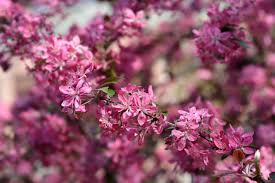 Attēlu rezultāti vaicājumam “Malus purpurea flower”