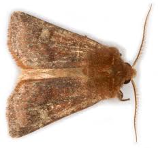 Attēlu rezultāti vaicājumam “Cerastis leucographa”