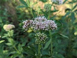 Attēlu rezultāti vaicājumam “Eupatorium cannabinum leaf”