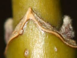 Attēlu rezultāti vaicājumam “Acer negundo bud”