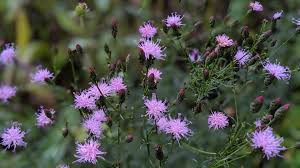 Attēlu rezultāti vaicājumam “Serratula tinctoria flower”