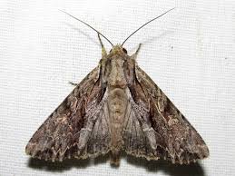 Attēlu rezultāti vaicājumam “Apamea monoglypha”