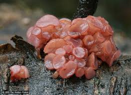 Attēlu rezultāti vaicājumam “Ascocoryne sarcoides”