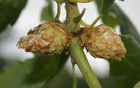 Attēlu rezultāti vaicājumam “Andricus foecundatrix”