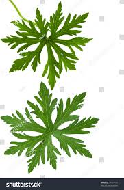 Image result for Geranium `Summer Skies`