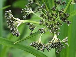 Attēlu rezultāti vaicājumam “Scirpus sylvaticus flower”